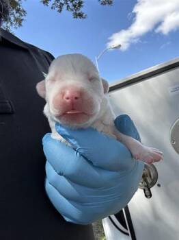 Rescue Labrador Retriever and Mixed Breed Dogs for Adoption in Houston, Texas - A644614 | PetCurious