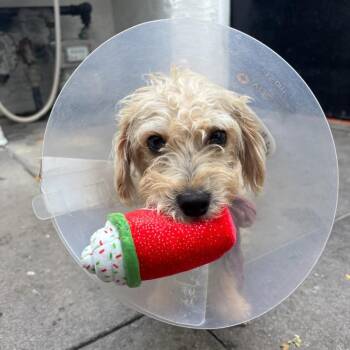 Terrier Dogs Available for Adoption in Los Angeles, California - Gus | PetCurious