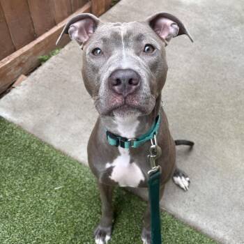 Nirvana -  Mixed Breed Dog for Adoption in Fairport, New York - Nirvana | PetCurious