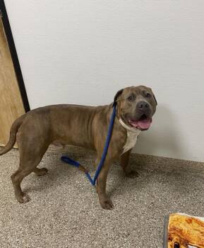 Andy -  Pit Bull Terrier and Mastiff Dog for Adoption in Vancouver, Washington - Andy | PetCurious