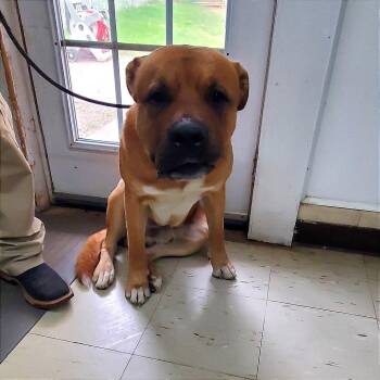 Mastiff Dogs Available for Adoption in Denison, Texas - Bear | PetCurious
