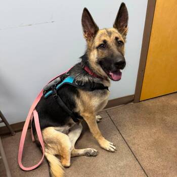 Molly -  German Shepherd Dog Dog for Adoption in Greeneville, Tennessee - Molly | PetCurious