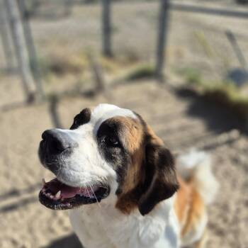 EVA -  Saint Bernard Dog for Adoption in Sparks, Nevada - EVA | PetCurious