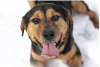 Pork Chop -  Labrador Retriever Dog for Adoption in Terre Haute, Indiana - Pork Chop | PetCurious