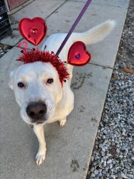 Mixed Breed Dogs Available for Adoption - Apollo | PetCurious