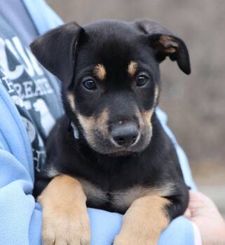 Rottweiler and Shepherd Dogs Available for Adoption - Alex (AO35888) | PetCurious