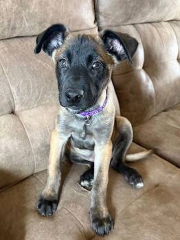 Belgian Shepherd Malinois Dogs Available for Adoption - **TOBI** | PetCurious