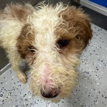 Golden Retriever and Poodle Dogs Available for Adoption in Huntsville, Alabama - Atlas | PetCurious