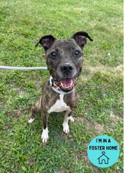Rescue Pit Bull Terrier Dogs for Adoption in Philadelphia, Pennsylvania - Queenie | PetCurious