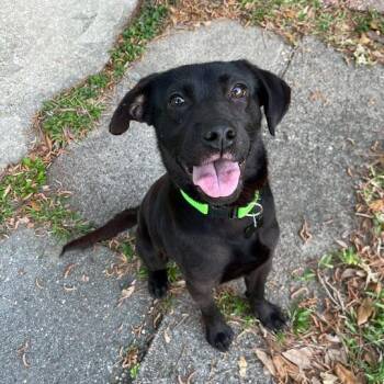 Terrier Dogs Available for Adoption - Cypress Bayou | PetCurious