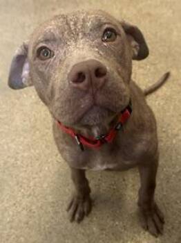 E.T. -  Pit Bull Terrier Dog for Adoption in Cleveland, Ohio - E.T. | PetCurious