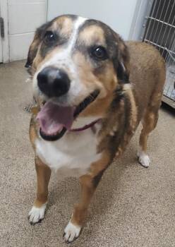 Copper -  Mixed Breed Dog for Adoption in Fruit Heights, Utah - Copper | PetCurious