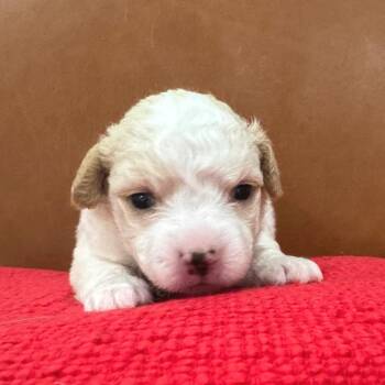Lalo -  Poodle Dog for Adoption in Austin, Texas - Lalo | PetCurious