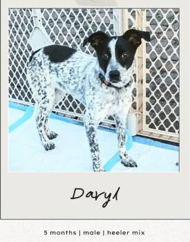 Rescue Mixed Breed Dogs for Adoption in Highland, New York - Daryl | PetCurious