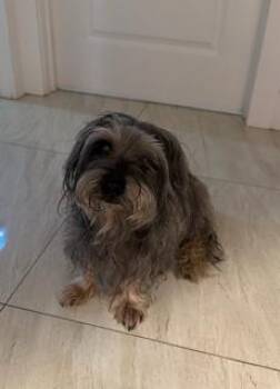 SHILOH -  Havanese Dog for Adoption in Miami, Florida - SHILOH | PetCurious