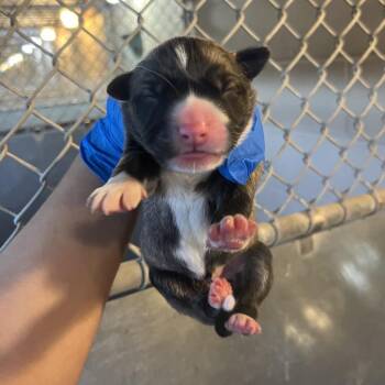 Husky Dogs Available for Adoption - Moody 1 | PetCurious