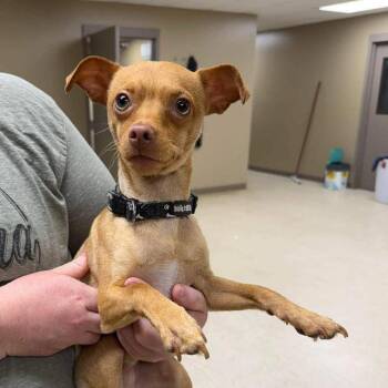 Sirius -  Chihuahua Dog for Adoption - Sirius | PetCurious