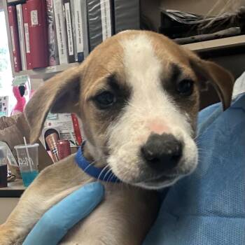 Soybean -  Mixed Breed Dog for Adoption in Flagstaff, Arizona - Soybean | PetCurious