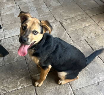 Rescue Miniature Pinscher and Jack Russell Terrier Dogs for Adoption in Escondido, California - Sierra | PetCurious