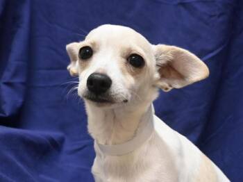 Kermit -  Chihuahua Dog for Adoption in Portland, Oregon - Kermit | PetCurious