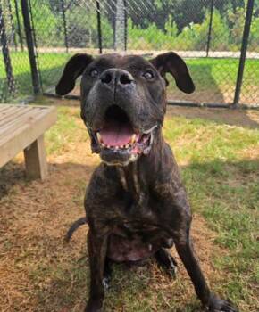 Liva -  Cane Corso and Mixed Breed Dog for Adoption in Atlanta, Georgia - Liva | PetCurious
