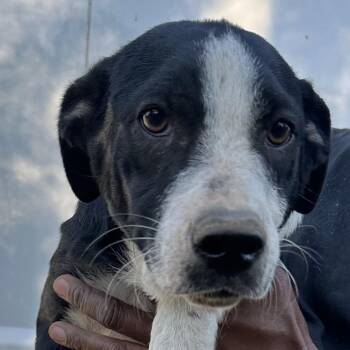Ryker - Local November 6-8 -  Labrador Retriever Dog for Adoption in Brookshire, Texas - Ryker - Local November 6-8 | PetCurious