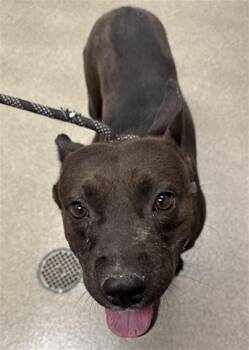 RIVER -  Pit Bull Terrier Dog for Adoption in Las Vegas, Nevada - RIVER | PetCurious
