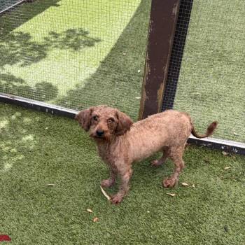 Tan with eyes covered 6845 -  Poodle Dog for Adoption in Loxahatchee Groves, Florida - Tan With Eyes Covered 6845 | PetCurious