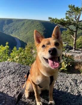 Rescue Jindo Dogs for Adoption in Wells, Nevada - Brody COURTESY POST | PetCurious