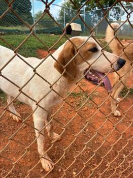 Alvin -  Golden Retriever Dog for Adoption in Munfordville, Kentucky - Alvin | PetCurious