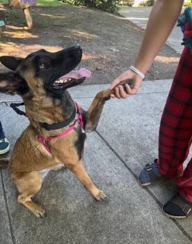 Astrid Located in Colorado -  Belgian Shepherd Malinois Dog for Adoption in Imlay City, Michigan - Astrid Located In Colorado | PetCurious