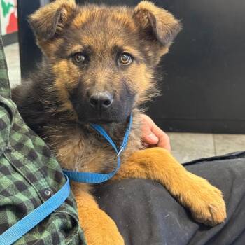 German Shepherd Dog Dogs Available for Adoption - Macaroni | PetCurious