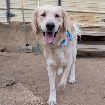 Chomp -  Golden Retriever and Great Pyrenees Dog for Adoption in Tishomingo, Oklahoma - Chomp | PetCurious