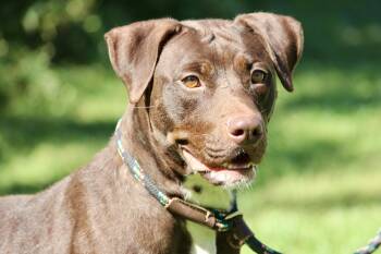 Rescue Mixed Breed Dogs for Adoption in Brazil, Indiana - MADDIE | PetCurious