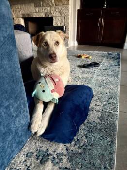Butters -  Mixed Breed and Labrador Retriever Dog for Adoption in Austin, Texas - Butters | PetCurious