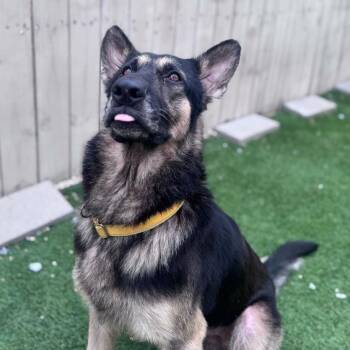 German Shepherd Dog Dogs Available for Adoption in New Orleans, Louisiana - Byron | PetCurious