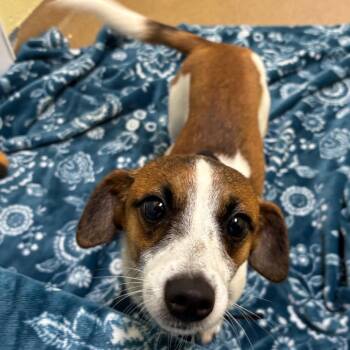 Beagle and Chihuahua Dogs Available for Adoption in Rockaway, New Jersey - Candy GCH | PetCurious
