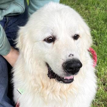 Great Pyrenees Dogs Available for Adoption in Indianapolis, Indiana - Pepe  - New To Rescue - Needs Foster | PetCurious