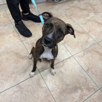 Precious -  American Bulldog and Mixed Breed Dog for Adoption in Lakeland, Florida - Precious | PetCurious