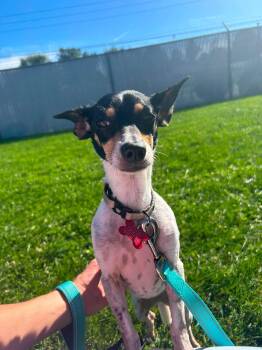 Dory -  Rat Terrier Dog for Adoption in Valparaiso, Indiana - Dory | PetCurious