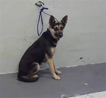 German Shepherd Dog and Mixed Breed Dogs Available for Adoption in Houston, Texas - A2071356 | PetCurious