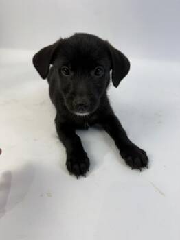 MJ -  Rat Terrier and Shepherd Dog for Adoption in Alvin, Texas - MJ | PetCurious