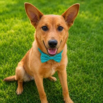 Cattle Dog and Mixed Breed Dogs Available for Adoption in Binghamton, New York - Lenny | PetCurious
