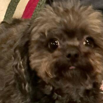 Pomeranian and Poodle Dogs Available for Adoption in Rochester, Minnesota - Jasper Bonded To Ivy | PetCurious