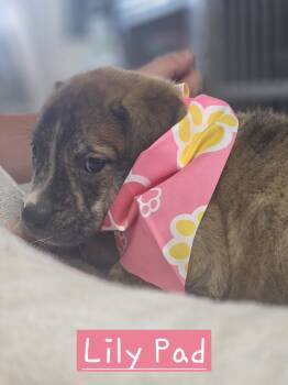 Lilypad -  American Bulldog Dog for Adoption in Walthill, Nebraska - Lilypad | PetCurious