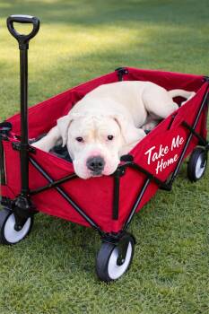 American Bulldog Dogs Available for Adoption - Apollo | PetCurious