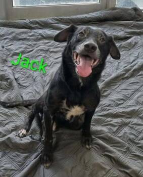 Blackjack Dixon -  Black Labrador Retriever Dog for Adoption in Rockaway, New Jersey - Blackjack Dixon | PetCurious