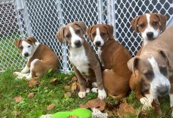 Luke -  Retriever and Coonhound Dog for Adoption in Louisa, Virginia - Luke | PetCurious