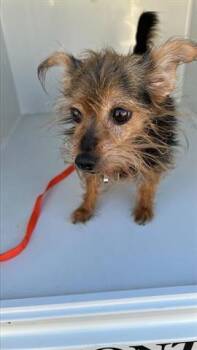 Rescue Yorkshire Terrier Dogs for Adoption in Houston, Texas - A644119 | PetCurious