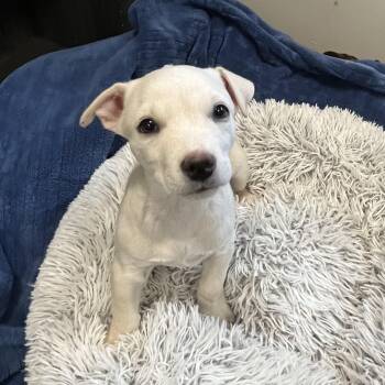 Mixed Breed Dogs Available for Adoption in Canal Winchester, Ohio - Ocean | PetCurious